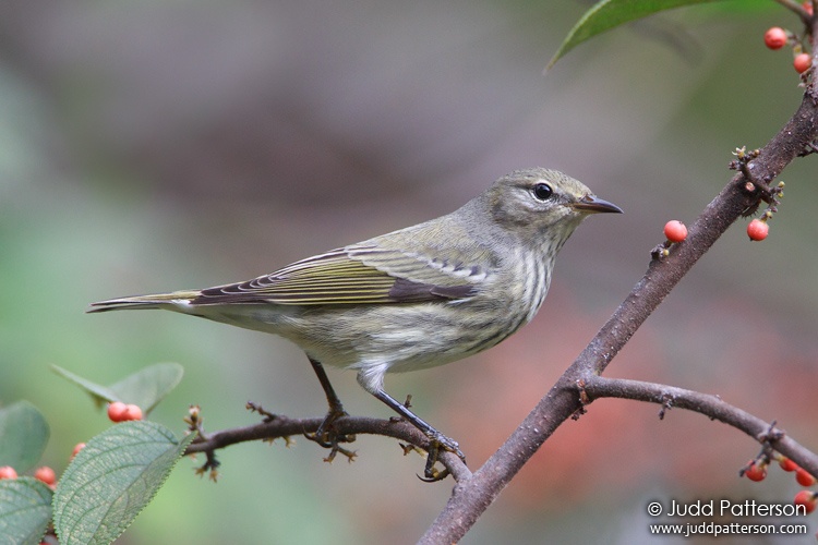 Cape May Warbler, A.D. Barnes Park, Miami-Dade County, Florida, United States